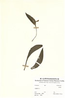 藏品(拖鞋蘭)的圖片